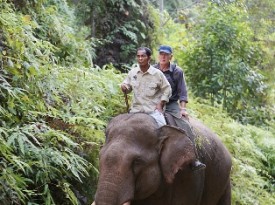 Harrison Ford with a guide going through Indonesian jungle atop an elephant