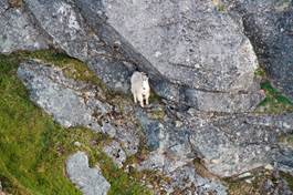 Aerial America - Alaska (white wolf)