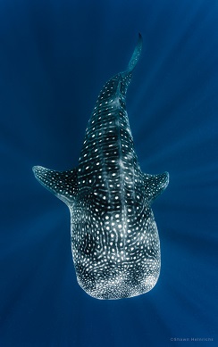 Whale Shark Photo Cr: Shawn Heinrichs