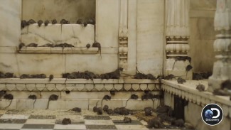 Rats in Rajasthan Temple (India). Photo Cr: ©Warrior Poets