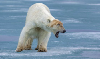 THE HUNT Episode Two: “PREDATOR vs. PREY”