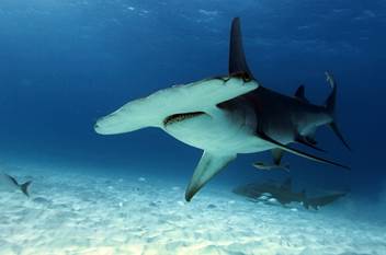 Hammerhead shark