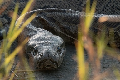 Queen of the Pythons - Smithsonian Channel